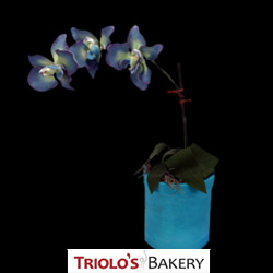 Peacock Orchid Cake - Edible Floral Arrangements Series from Triolo's Bakery