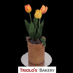 Tulips in Cyclindrical Base - Edible Centerpiece Collection