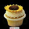 Daisy Gourmet Cupcakes - Triolo's Bakery
